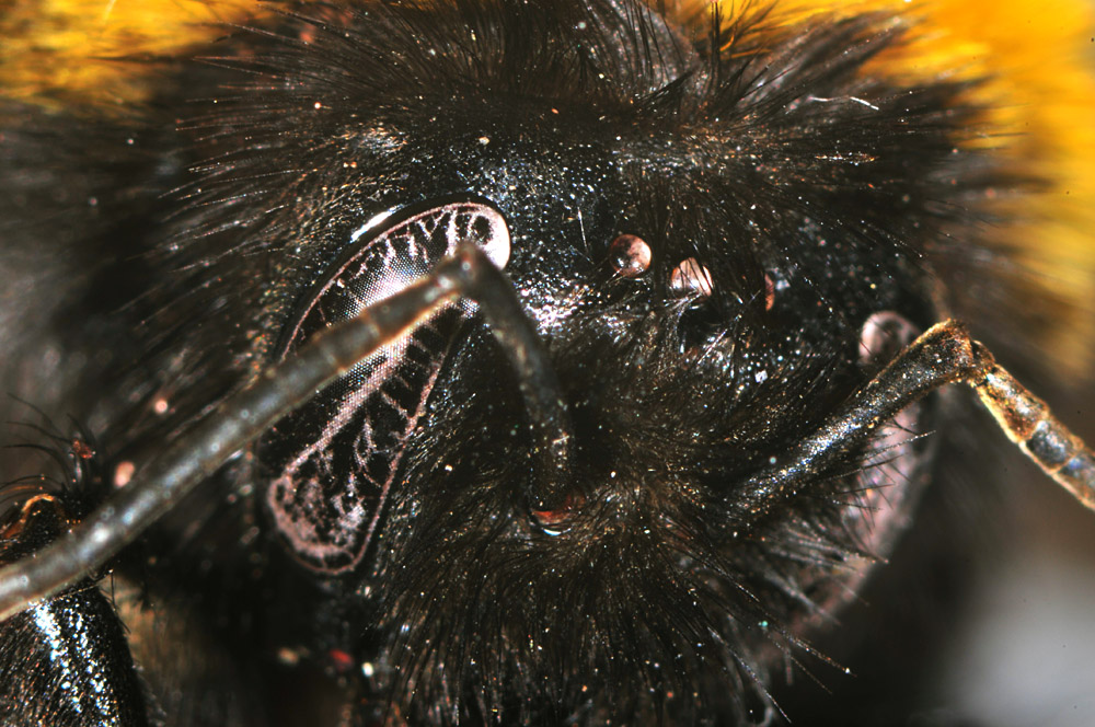 Stereoscopio e close-up